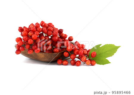 Guelder Rose or Viburnum Opulus berries over white 95895466