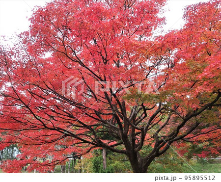 紅葉 秋イメージ 紅葉 秋イメージ 95895512