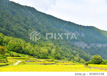 結東の石垣田(新潟県津南町)【2022.9】 結東の石垣田(新潟県津南町)【2022.9】 95895546