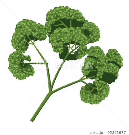 パセリのイラスト 95895677