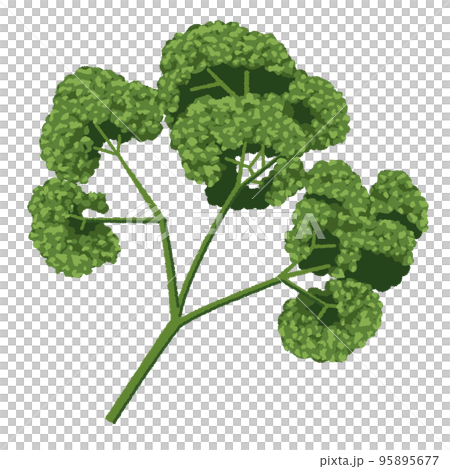 パセリのイラスト 95895677