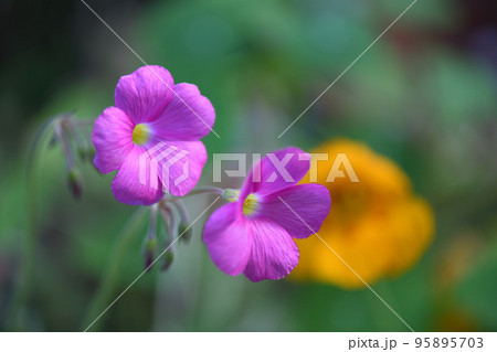 ハナカタバミ(花片喰) ハナカタバミ(花片喰) 95895703