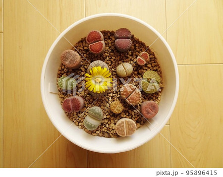 多肉植物 リトープスの花 黄色い花が咲いているリトープス大津絵 カラフルで可愛い寄せ植え 写真 多肉植物 リトープスの花 黄色い花が咲いているリトープス大津絵 カラフルで可愛い寄せ植え 写真 95896415