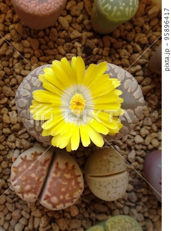 多肉植物 リトープスの花 黄色い花が咲いているリトープス大津絵 カラフルで可愛い寄せ植え 写真 95896417