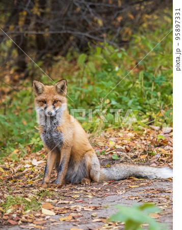 Close up of a red fox Vulpes vulpes, sitting on a path in the forest. 95897331