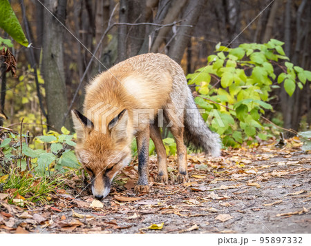 The red fox Vulpes vulpes walks along a path in the forest. 95897332