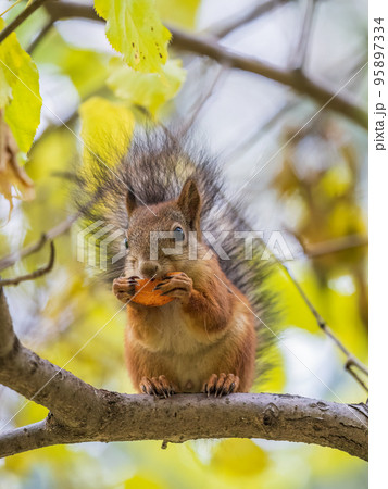 The squirrel sits on tree with carrot in the autumn. Eurasian red squirrel, Sciurus vulgaris. 95897334