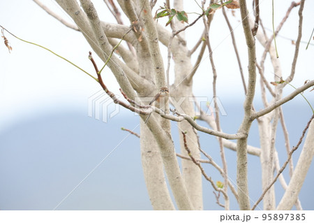 モズ モズ 95897385