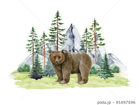 Bear animal in wildlife nature forest landscape scene. Watercolor illustration. Wild grizzly standing in northern forest. Brown bear in wild nature. Pines, bushes, rocky mountain range elements 95897896