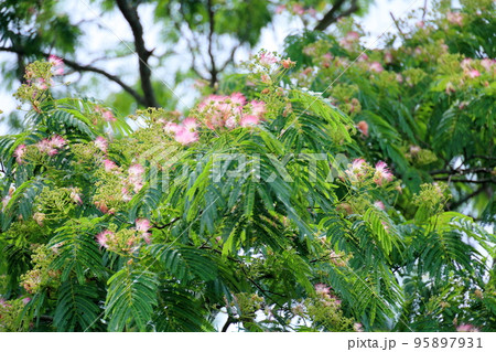 ネムノキの花 ネムノキの花 95897931