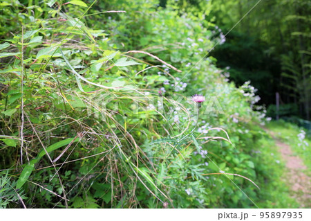 ノアザミの花 95897935