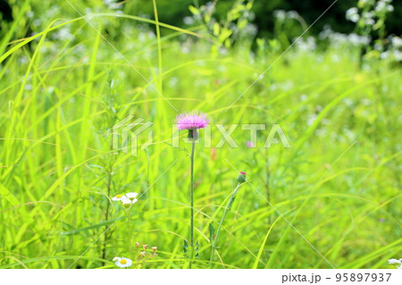 ノアザミの花 95897937