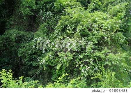 マタタビの葉 95898483