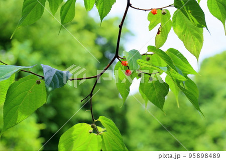 木イチゴの実 95898489