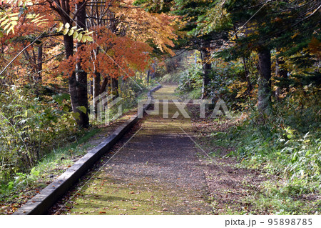 紅葉の遊歩道 紅葉の遊歩道 95898785