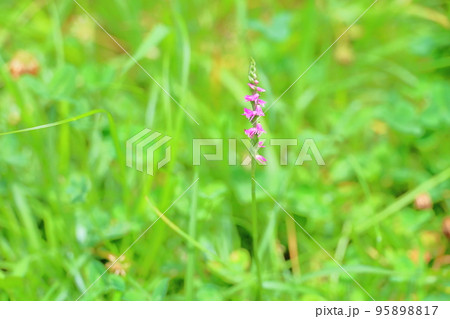 ネジバナの花 95898817