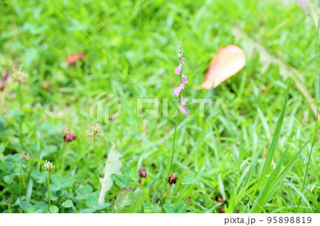 ネジバナの花 95898819