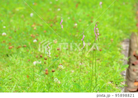 ネジバナの花 95898821