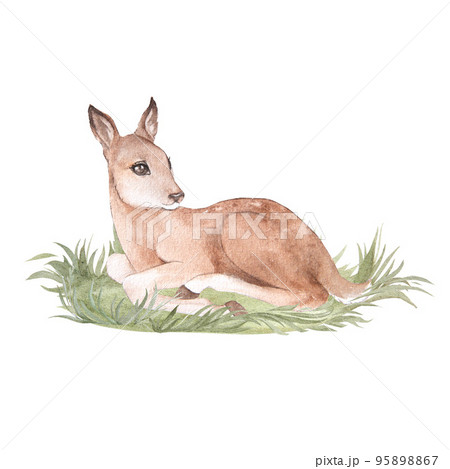 Watercolor illustration of a little cartoon deer lying in the grass, isolated, fawn 95898867