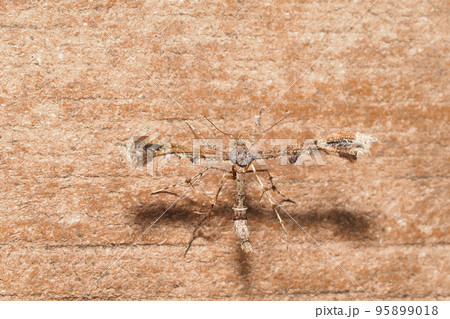 ブドウトリバ 95899018