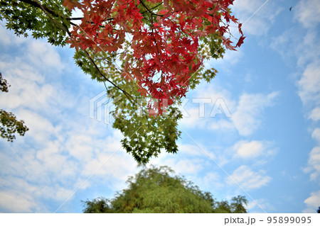 空から山からやってきた秋色の競演 95899095