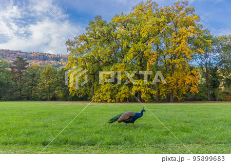 Colorful and vivid autumn colors and bright blue sky in the park Colorful and vivid autumn colors and bright blue sky in the park 95899683