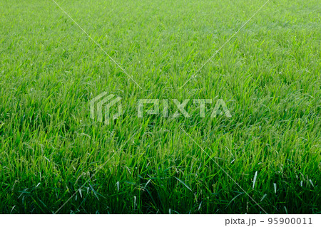 北海道　夏の水田の稲 95900011