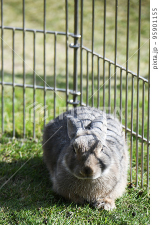 うさぎ うさぎ 95901155