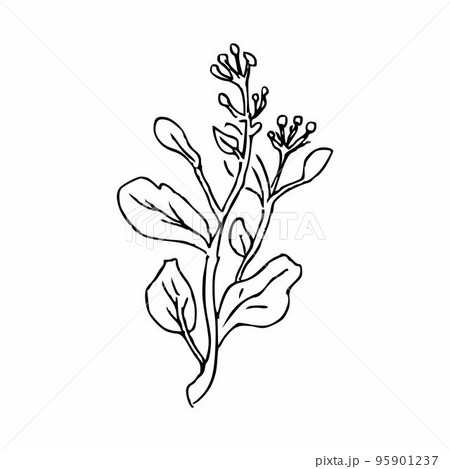 Hand draw plant Twig with leaves and berries Outline Vector illustration 95901237