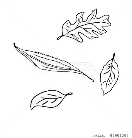 Hand draw plant Set of leaves of different shapes Set Outline Vector illustration on white background 95901265