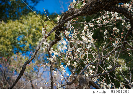 白い枝垂れ梅 谷保天満宮の梅林（東京都国立市） 95901293