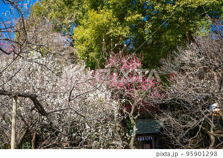 満開になった梅の花 谷保天満宮の梅林（東京都国立市） 95901298
