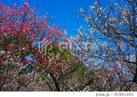 青空に映える紅梅 谷保天満宮梅林(東京都国立市) 青空に映える紅梅 谷保天満宮梅林(東京都国立市) 95901303