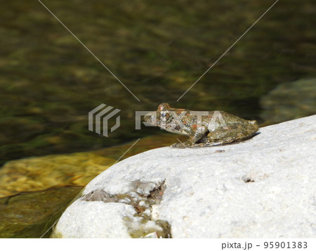 カジカガエル カジカガエル 95901383