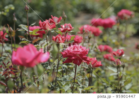 荒尾市 おもやい市民花壇 バラの花、 荒尾市 おもやい市民花壇 バラの花、 95901447