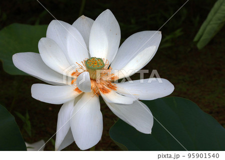 白い蓮の花 白い蓮の花 95901540