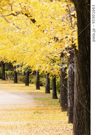 黄色い絨毯を敷き詰めたような秋のイチョウ並木の写真素材 [95901663] - PIXTA