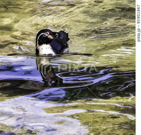 Swimming humboldt penguin (Spheniscus humboldti) Swimming humboldt penguin (Spheniscus humboldti) 95901867