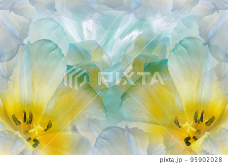 Tulips flowers  turquoise-blue.  Floral background.  Close-up. Nature. 95902028