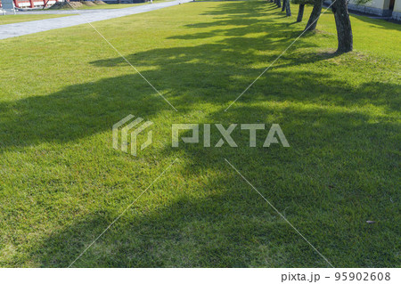 薬師寺北境内地　玄奘三蔵院の礼門前の松林 95902608