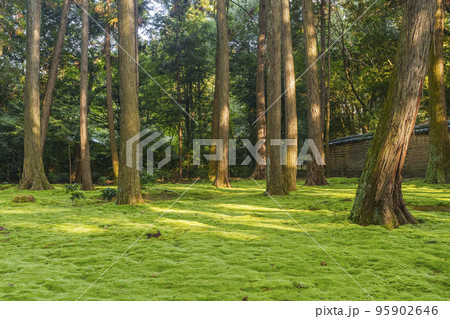 奈良市 唐招提寺 鑑真和上御廟 苔庭 奈良市 唐招提寺 鑑真和上御廟 苔庭 95902646