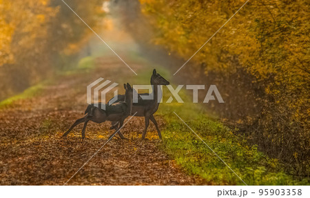 Wild deers (dama dama) in autumn magic morning, in the forests of Romania 95903358