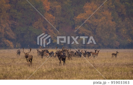 Wild deer(dama dama) in autumn magic morning, in the forests of Romania 95903363
