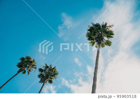 beautiful three green palm trees against blue sky view from below hero shot for travel tropical marketing. retro faded aesthetic analog photogarphy effect beautiful three green palm trees against blue sky view from below hero shot for travel tropical marketing. retro faded aesthetic analog photogarphy effect 95903518