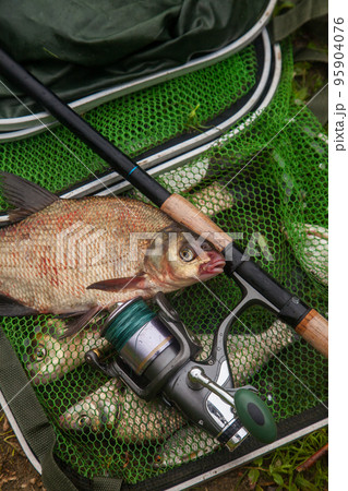 Big freshwater common bream fish and fishing rod with reel on green fishing net.. 95904076