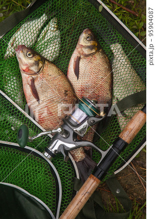 Two big freshwater common bream fish and fishing rod with reel on green fishing net.. 95904087