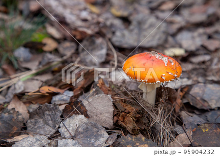 Amanita Muscaria, commonly known as the Fly Fgaric or fly amanita. 95904232