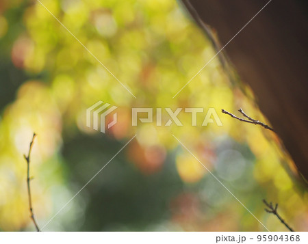 紅葉した樹木 木漏れ日 紅葉した樹木 木漏れ日 95904368