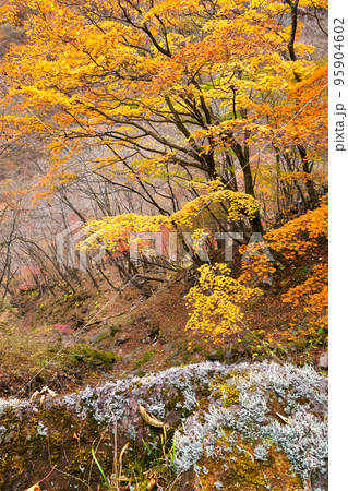 晩秋の雲竜渓谷稲荷川左岸登山路の紅葉 95904602