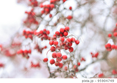 Red berries of viburnum or mountain ash under the snow on a tree 95904749